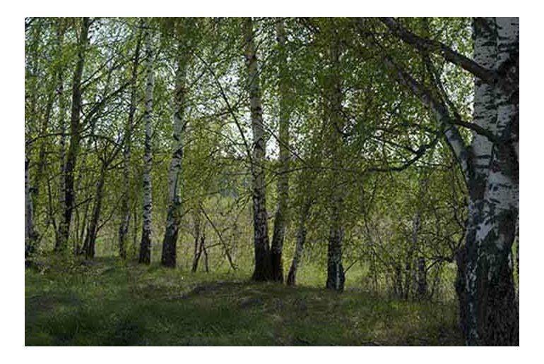 Голландская деревня